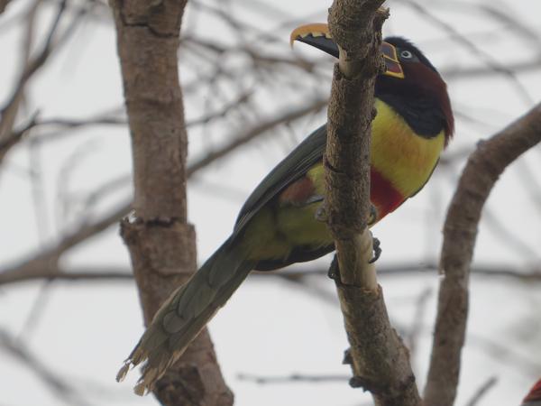 Bruinoorarassari (Pteroglossus castanotis)